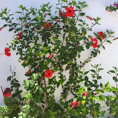 Daglas Seaside Apartment